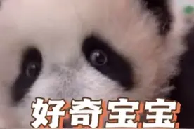 俄罗斯的小熊猫，小乌拉可以站起来了，刚长牙的宝宝就想吃窝窝头视频封面