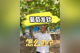 临近成熟，葡萄果粒发软怎么办#新农人计划2023 #抖音助农 #支持三农扶持三农发展 #支持三农扶持三农发展 #种植小技巧