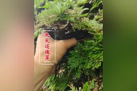 这就是传说中的“九死还魂草”是一种生命力极为顽强植物，据说它被作成标本11年之后，遇水居然奇迹般的复活了。#九死还魂草 #识百草 #植物科普 #中草药视频封面