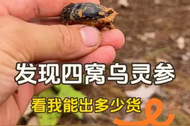 连续发现四窝乌灵参，今天一口气挖完，看我能出多少货？ #创作灵感 #我的乡村生活 #乌灵参 #大自然的馈赠 #大山里的生活