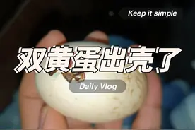 “双黄蛋”出壳了，好可爱#三农 #抖音养鸡人 #山村生活视频封面