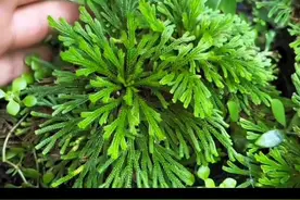 一种古老的草本九死还魂草，又叫卷柏生命力极为顽强#你的家乡也有这种植物吗 #九死还魂草 #卷柏视频封面