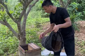 如何把收回来的蜜蜂放入蜂箱，简单操作，一学就会，这招你学废了吗？#真实户外 #蜜蜂 #养蜂日记 #现场实拍视频封面