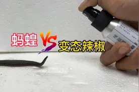 蚂蝗遇上魔鬼变态辣椒，它能承受几次进攻#蚂蝗 #水蛭 #辣椒视频封面
