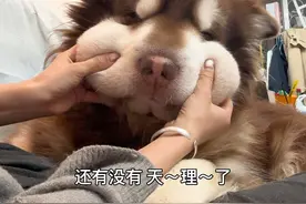 哈喽大家～我的小狗让我问问谁家小女孩20多岁天天跟狗狗玩～#阿拉斯昭 #阿拉斯加犬 #阿拉斯猪视频封面