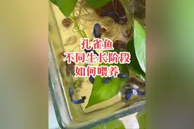 孔雀鱼不同生长阶段如何喂养，长得快一些 #新手养鱼 #西门阿坤的鱼 #孔雀鱼 #养鱼经验分享视频封面