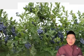 蓝莓虫害四大刺客，处理方法视频封面