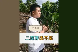 二蓬芽出不来，大多是树势衰退的结果。这几年芒果催芽的需求增加，正说明很多果园都出现了树势衰退的问题。接下来该怎么办？#芒果种植技术 #芒果催芽 #种植芒果视频封面