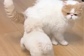 怀特和新小狗见面了！ #万物可爱计划 #宅家治愈记 #比熊 #新手养狗视频封面