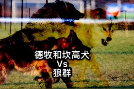 德牧和坎高犬面对狼群袭击的表现#土耳其坎高犬 #德牧视频封面