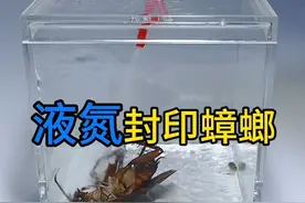 用液氮把蟑螂瞬间冰冻，解冻后还能否复活？蟑螂：我X你X！#蟑螂 #液氮 #水蛭 #解压 #趣味实验