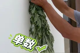 端午挂艾有讲究！村支书教你如何挂艾草。#端午节 #艾草 #端午挂艾草