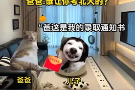 再也不考北大了 #猫meme小剧场 #猫meme #真实事件改编 #搞笑视频封面