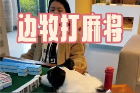 狗狗界的赌神？边牧打麻将赢麻了 #我家萌宠 #创作者中心 #创作灵感 #边牧软软 #边牧打麻将视频封面