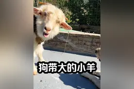 网友：小羊是怎样叫的？汪汪 #萌宠 #我家萌宠 #抖in萌宠计划 #小羊 #动物视频封面