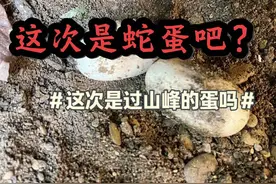 #蛇类科普 #过山峰的蛋 这次我说是蛇蛋，你们不会说我了吧？过山峰都到家门口了！！视频封面