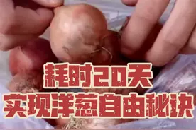万万没想到种洋葱20天就可以采收！不仅简单易学，而且快速收获