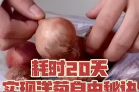 万万没想到种洋葱20天就可以采收！不仅简单易学，而且快速收获