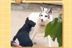 狗：你真是比狗还狗啊#搞笑 #万万想不到 #宠物 #狗狗视频封面