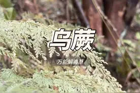 乌蕨 乌蕨被叫做万能解毒草还被叫做毒蛇克星#内容启发搜索视频封面