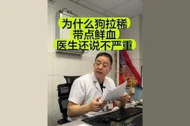 为什么狗拉稀带点鲜血医生还说不严重 #狗拉稀 #狗拉稀带血#猫拉稀 #猫拉稀带血 #猫拉血视频封面
