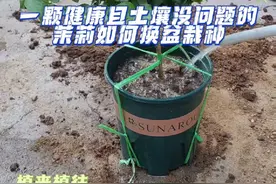 健康的茉莉花如何正确栽种以及盆土的选择。 #茉莉花#我的养花日常#养花小知识#分享养花经验 #茉莉花的养殖方法视频封面