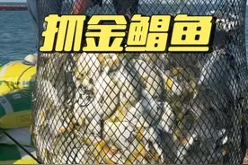 天没亮就跟渔船出海去捕捞金鲳鱼，第一次见到这么多金鲳鱼场面太震撼了，鲜活的鱼抓上来直接扔到冰里面保鲜，在船上抓几条回来清蒸红烧，学长爸妈吃到停不下来，又鲜又嫩太美味了！#金鲳鱼 #dou来广东百千万 #家庭日常 #海鲜 #广东视频封面