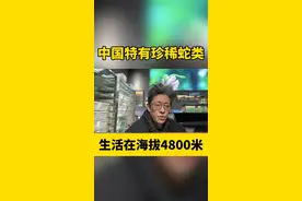 中国特有珍稀蛇类，国家一级保护物种 #西藏温泉蛇 #生物科普 #知识分享 #蛇类科普