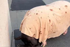 宠物猪其实很听话的，大小便很有规律就跟养狗是一样的！#宠物猪