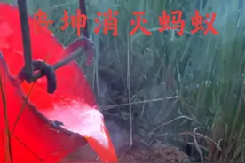 丧坤利用一千八百度铝水消灭泛滥成灾的红火蚁 #动物世界 #红火蚁 #动物的迷惑行为 #精彩片段 #内容启发搜索