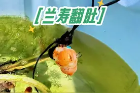 兰寿突然失鳔翻肚，被我一通治疗，好了！#养鱼日记 #兰寿金鱼视频封面