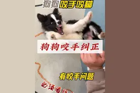 #西安训犬师 #狗狗上学 #训犬学校  狗狗咬手纠正非常简单 看完绝对不咬手了视频封面