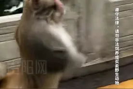 断断猴来福蹭饭蹭出经验：来一趟蹭几顿才走！| 独家对话断臂猴来福的“爱心食堂”#黔灵山猴子 #来福 #断臂猴视频封面