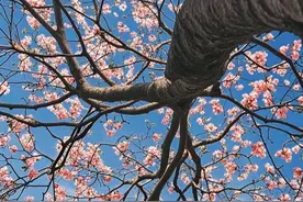 【拍照教程】玉兰花怎么利用构图和视角拍出生命力 #抖音摄影美学大赏 #玉兰花开 #拍照技巧