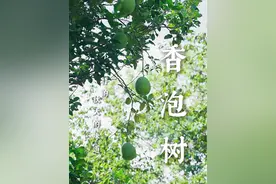 绿化带里长得像柚子的是什么树呢？江浙沪的朋友把他叫香泡#香泡树 #果实累累 #植物 #你的家乡有这种植物吗 #你能叫出它的名字吗视频封面