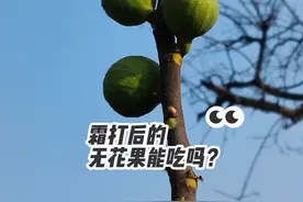 霜打后未成熟无花果还能吃吗？怎么吃？#植物科普 #无花果
