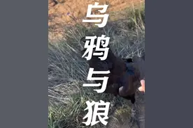 #动物世界 #奇妙的动物 #乌鸦 #狼 #动物