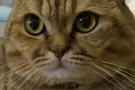🐱：姨姨们，请问怎么逃离原生家庭？ #一只肥七七 #猫咪 #记录猫咪日常视频封面