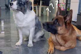 男人和女人养狗的区别 #德牧 #养狗的乐趣 #狗狗 #麦德氏软骨素