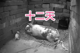 小兔十二天开眼，洞口封好，兔妈发现外面还有一个小兔，怎么办？视频封面