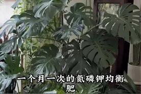 龟背竹想要长的旺盛 好看一些注意这三点 位置 浇水 施肥#花卉绿植  #经验分享 #小方法解决大问题 #龟背竹 #我的花视频封面