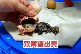 双黄蛋能孵化出来吗？孵出来的小鸡是畸形吗？#人工孵化视频封面