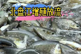 【增殖放流】星星之火可以燎原，贵州北盘江地区在行动#原来钓鱼才是抖音运动顶流 #2025dou来钓鱼 #dou是钓鱼人 #沃鼎燎原计划 #燎原计划让钓友有鱼可钓