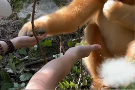 金丝猴为什么宁愿吃花生也不吃葡萄？是因为葡萄高科技太多的原因吗？#猴子 #葡萄 #陕西dou知道  #野生动物零距离 #金丝猴