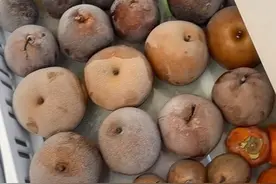 春节在家自制冻梨咯🍐明天试试哪款好吃 #冻梨#自制冻梨 #冻梨制作方法 #冻梨的正确打开方式 #冻梨你吃过吗视频封面