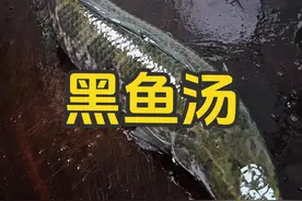 黑鱼汤的家常做法，老少皆宜，营养丰富，特别适合术后恢复的做法视频封面