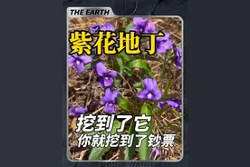 发掘古老的紫花地丁 这株开着紫色花朵的植物叫紫花地丁，它全株都有很高的价值，也是春天美味的野菜。你的家乡还能见到吗？管它叫什么名字呢？#紫花地丁 #识百草 #植物 @抖音短视频视频封面