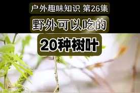 户外趣味知识 第26集 可以吃的树叶 以前只知道榆钱和槐花可以吃，没想到连它们成熟的树叶也有人吃#乡村美食#野外生存#传统习俗 #植物科普#农村视频封面