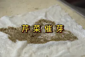 芹菜种子如何催芽视频封面