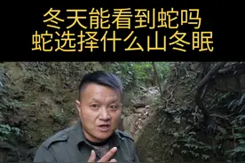 蛇是变温动物。温度很高或者说太阳直射的地方时蛇会慢慢爬出来